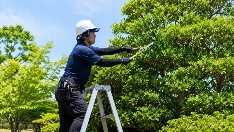 植栽の剪定作業
